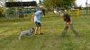 Standard Schnauzer Salt And Pepper Basic Traning Cal1 Cal2 Pepe 11 Months Old 1